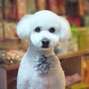 함안 애견샵 러블리펫 이미지