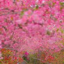 강진-36 | 분홍빛 꽃대궐, 전남 강진 남미륵사 서부해당화 철쭉 실시간 꽃축제 주차