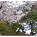 화순 대원사 벚꽃 이미지
