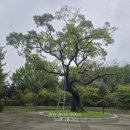 보호수광장 이미지