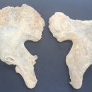 한국유전자연구소 이미지