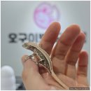 판다킹 | 부천시청호텔링 알아보다가 다녀온 [부천파충류샵 오구이뽀 도마뱀] 방문후기