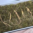 고려산삼 | 부모님 건강 선물 추천! 강원도 횡성 6년근 국내산 산양산삼 5뿌리 세트 후기.