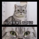석정양만 이미지