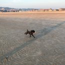 ANOTHER DOG 이미지