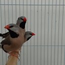 금정조