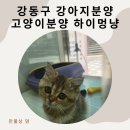 하이멍냥 강아지분양 고양이분양 서울본점 | 서울 강동구 강아지분양 고양이분양 믿을만한 하이멍냥