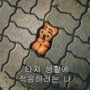 사오기 이미지