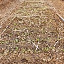 은한농장 | 농막의 새 봄