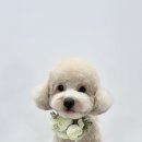 델리키아 이미지