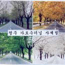 청주가로수길 이미지