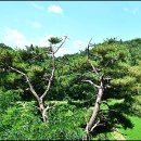 칠곡 녹봉정사지 | (칠곡) 녹봉정사지-잿더미로 남아 있다