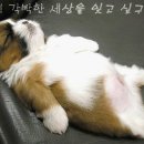 참 이미지
