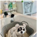 폴링인독 이미지