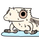 게코쥬
