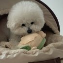 강아지 노즈워크 장난감 : 바잇미 거북이, 점핑부기 후기!