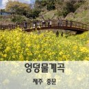 2월 22일(화) 제주 유채꽃 바다에 빠져 &#39;봄&#39; 이미지