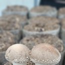 김윤영 농장 이미지