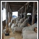 번개목장 이미지