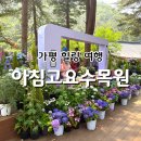 달빛초가하우스 | 가평 아침고요수목원 6월 수국전시회 피톤치드 힐링 여행 추천