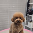 보드레 애견미용실 이미지