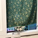 도도한댕댕 이미지