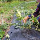 영이네농장 이미지