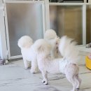 동그리펫 이미지