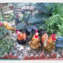 오금농장 이미지