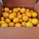 대광청과 | 제주감귤 제주도귤 제주가볼만한곳 귤세상 방문 후기 — 제주특산품 구매하기 좋은 현지 농장