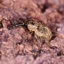 ﻿[최재천의 자연과 문화] [125] 도토리거위벌레 外 이미지