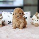 멋진강아지 이미지