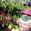 고원농장 이미지