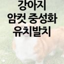 동물병원예지 이미지