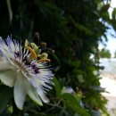 풍향빌리지 이미지