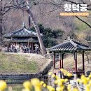 비원도서관 | 4월 가볼만한곳 서울 5대 궁궐 창덕궁 후원 예약 비원 생강나무 꽃구경