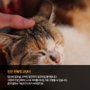 (주)펫찐 이미지