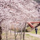 벚꽃길13 이미지