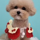 내강아지&내야옹이 이미지