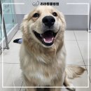 리라동물병원 이미지