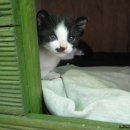 고양이동산 이미지