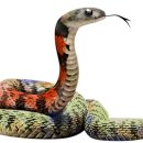 애완동물원 이미지