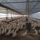 진도축산 이미지