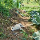 옥계 백봉이네 이미지