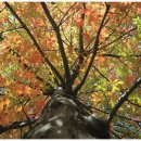 늘푸른소나무도서관 | 가을 단풍이 아름다운 나무 핀참나무가 많은 늘푸른공원에서