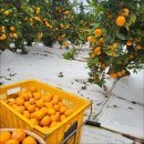 안고농장 이미지