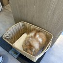 동탄동물병원 | 동탄 동물병원 강아지 건강검진과 강아지 스케일링 내돈내산 후기 (feat.수원오즈동물병원)