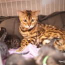 헤어볼하우스 이미지