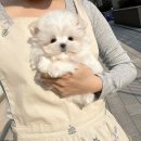 퍼피몽 | 퍼피몽강아지분양 미니말티즈책임분양 "베베"