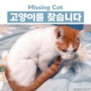 (고양이 실종) 오산시 세교동에서 고양이를 찾습니다. 사례금 지급 이미지